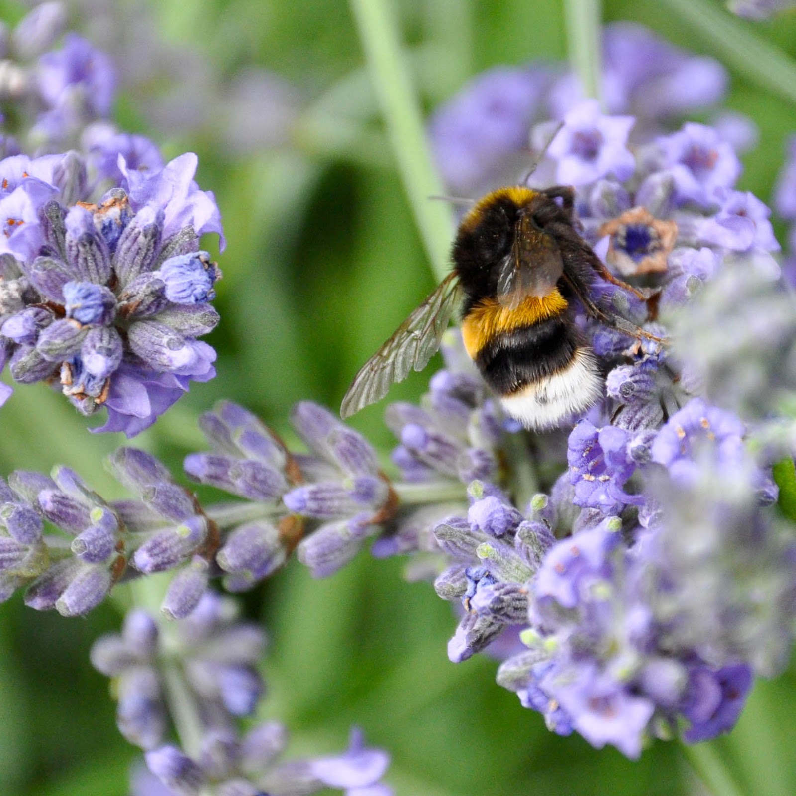 A bee on a lavender branch in the garden of St. Albans Cathedral, St. Albans, Herts, England