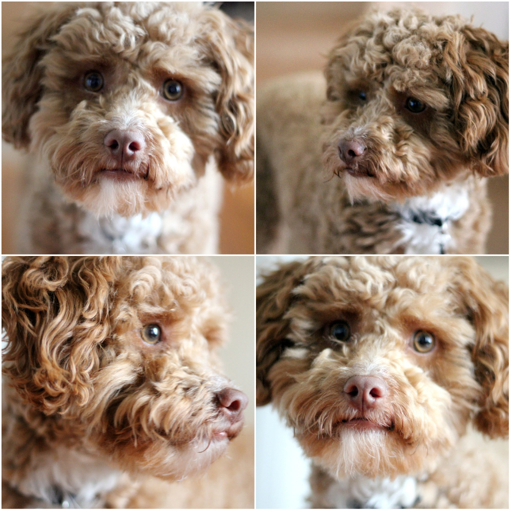 brown yorkie poo black and brown yorkie poo hairstylegalleries brown yorkie poo black and brown yorkie poo hairstylegalleries