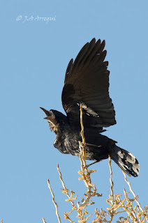 Graja, Corvus frugilegus, Rook