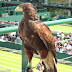 Hawk named 'Rufus' protects Wimbledon from unwanted birds (Video)