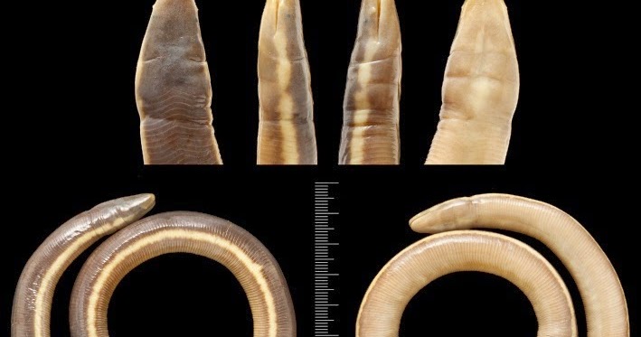 Species New to Science [Herpetology • 2014] Ichthyophis multicolor • A