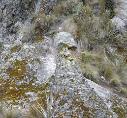 Bosque de formas caprichosas