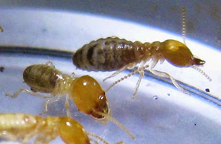 Hypotermes termites