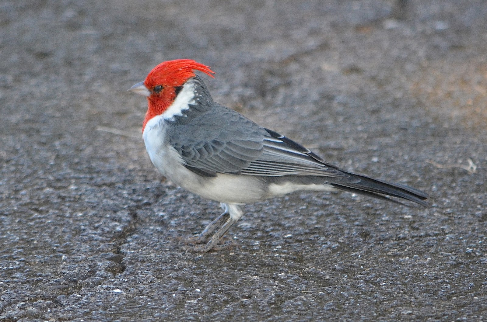 My Bird Blog Red Crested Cardinal