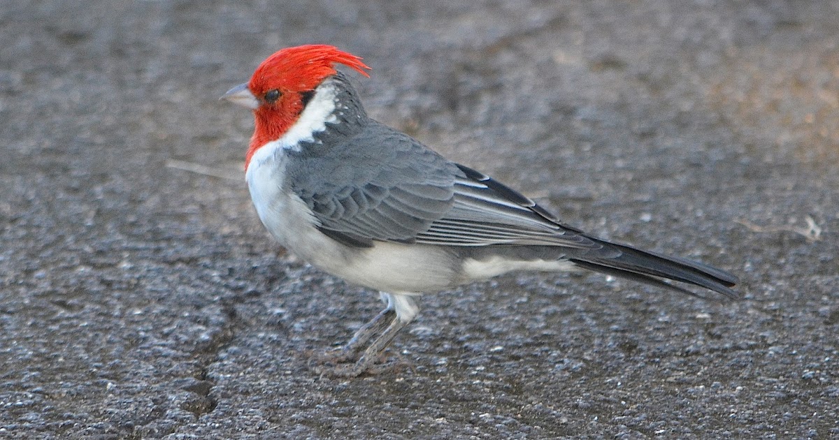 My Bird Blog Red Crested Cardinal