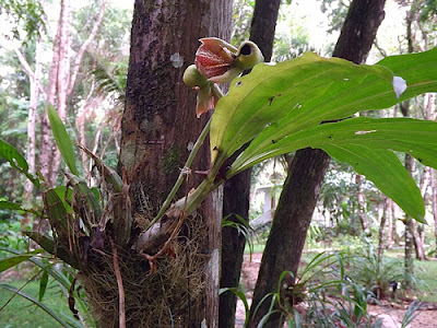 Catasetum integerrimum sobre un arbol