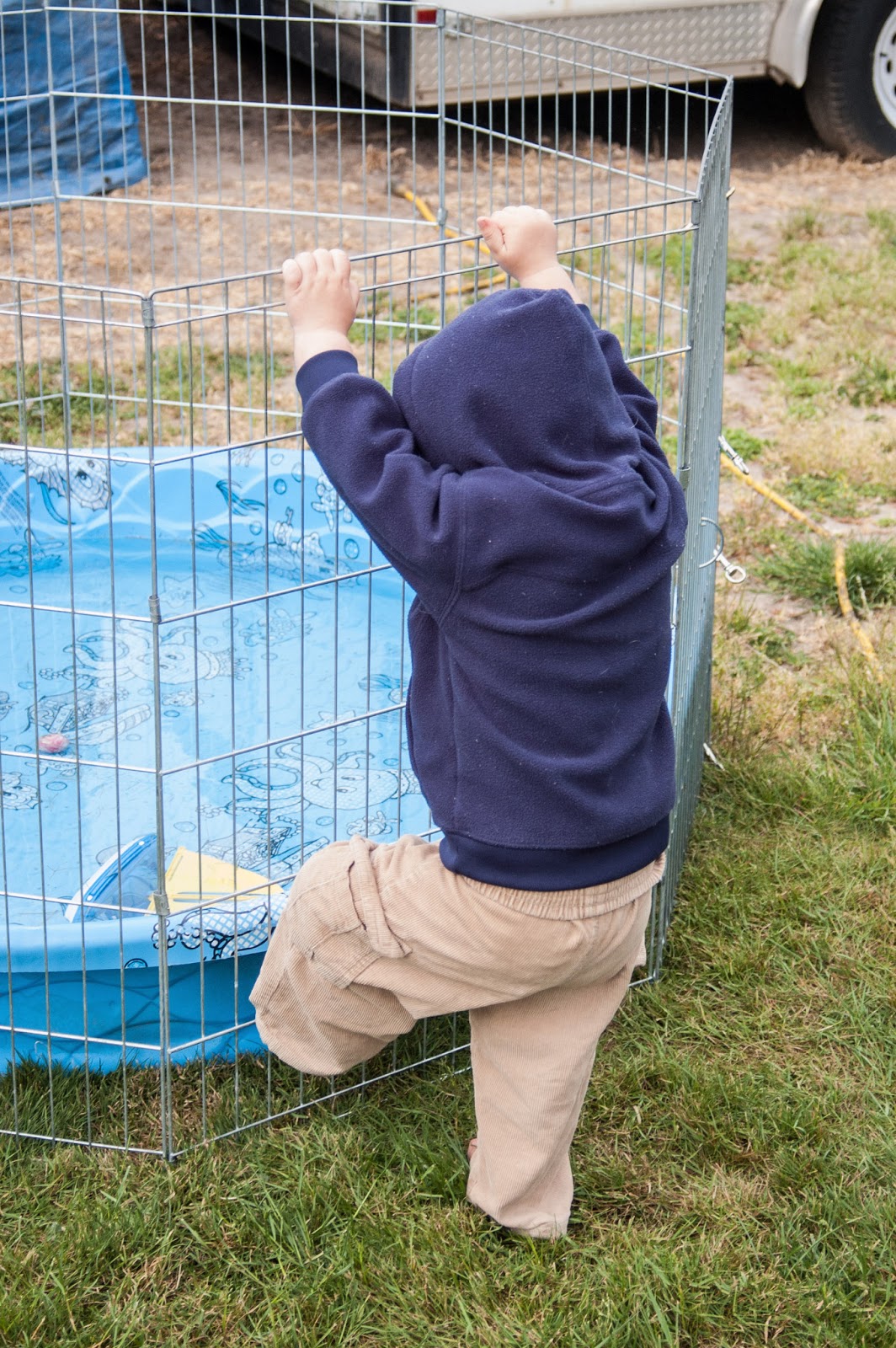Mom with a Dandelion in Her Hair Kiddie Pool Fence