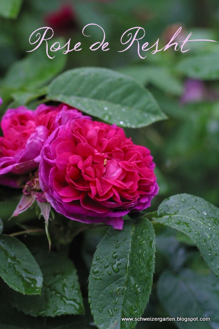 Ein Schweizer Garten Rosenduft Teil 2