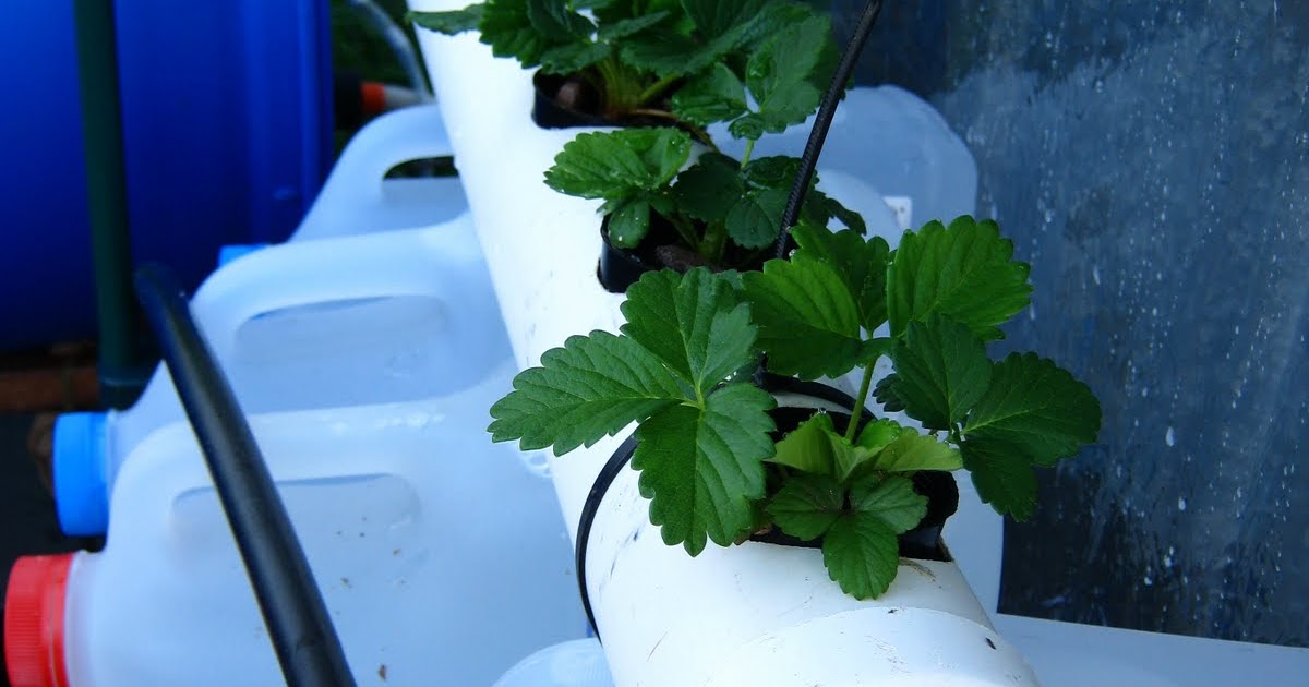 120 things in 20 years: Aquaponics - Blocked NFT test tube