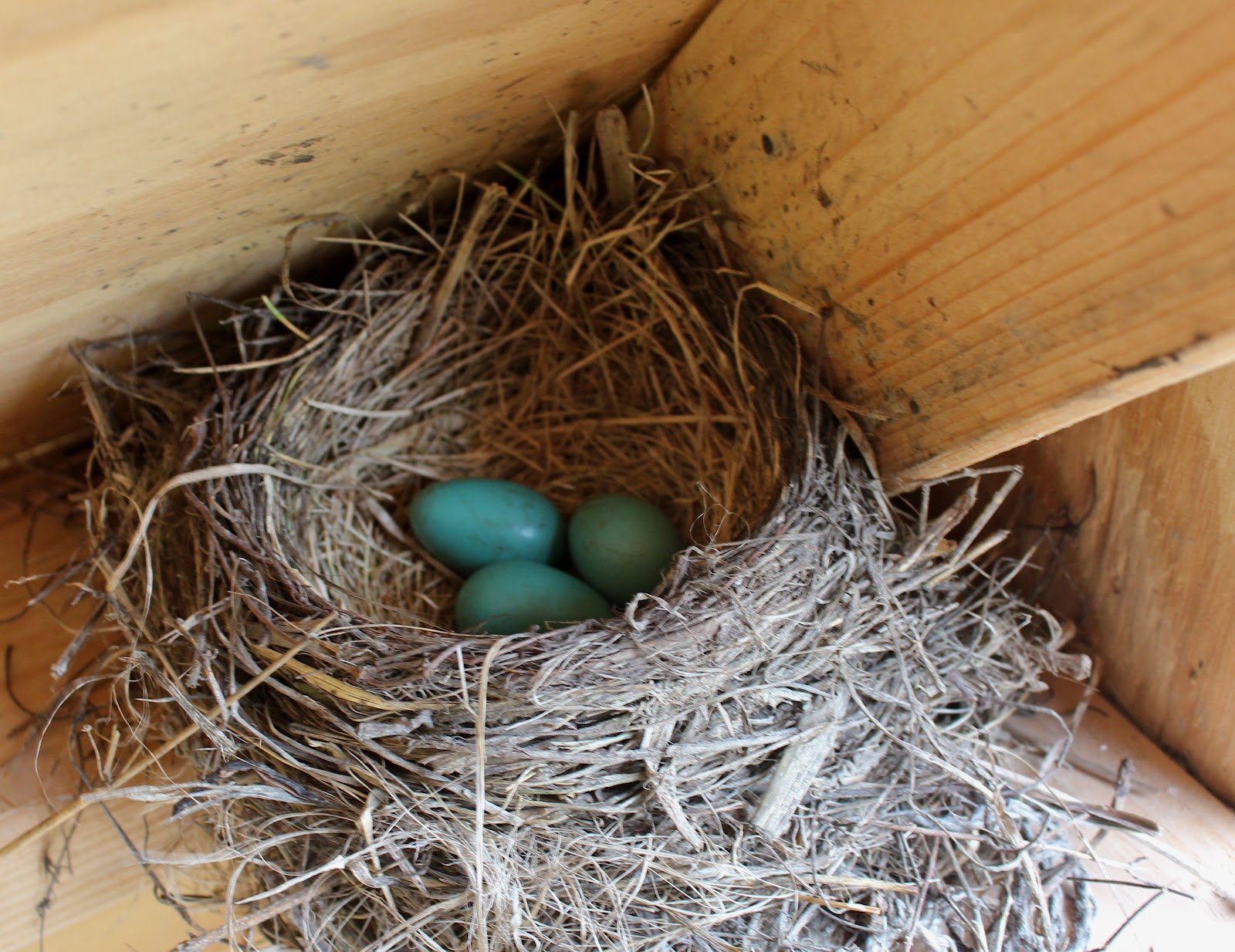squash blossom farm robin s nest squash blossom farm robin s nest