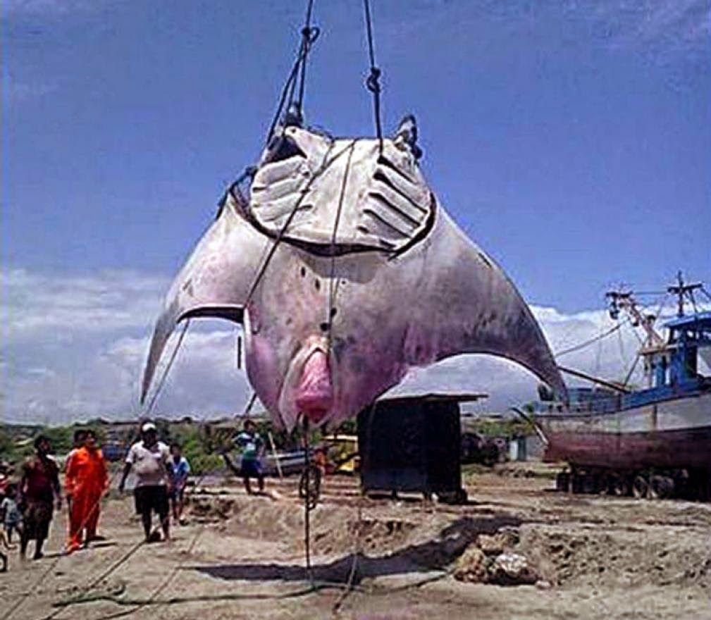 Giant manta ray lifted by crane! Giant manta ray lifted by crane!