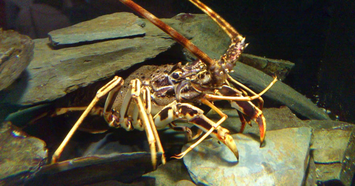 Launceston YFC Padstow Lobster Hatchery