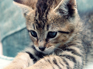 Cute-kitten-cute-kittens-18565723-1024-7