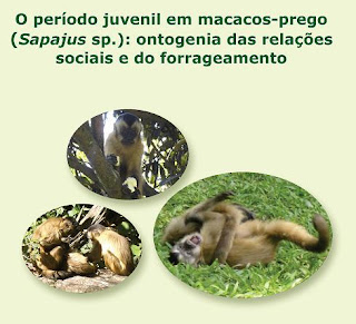 capa dissertação de mestrado O período juvenil em macacos-prego (Sapajus sp.): ontogenia das relações sociais e do forrageamento