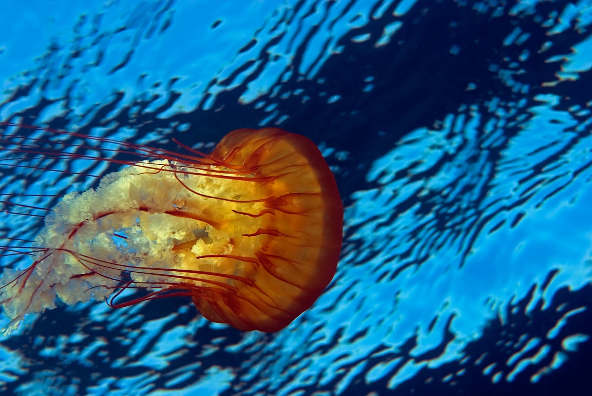 all ocean animals