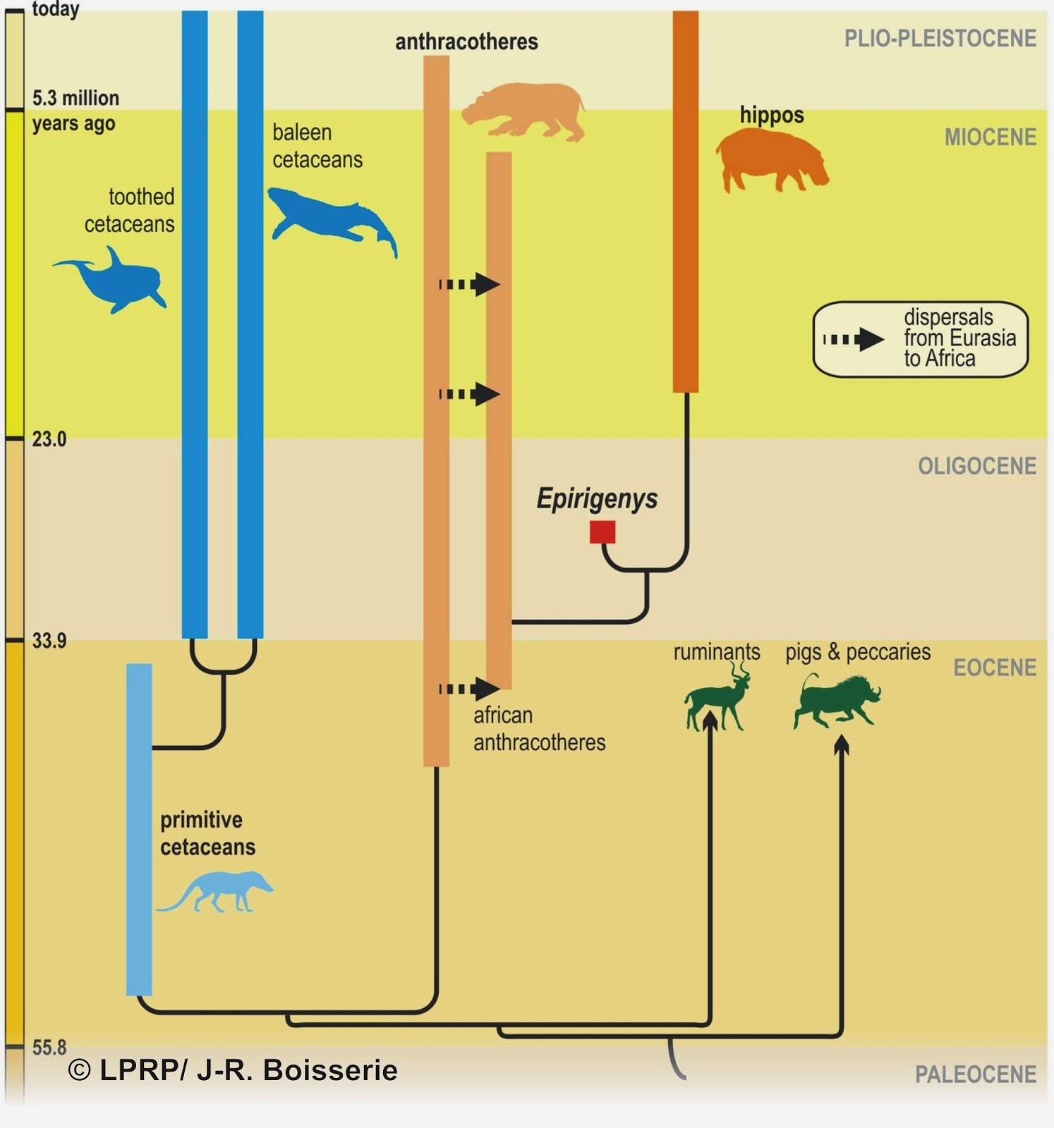 Science in the clouds: Hippos are (almost) definitely whales, not pigs