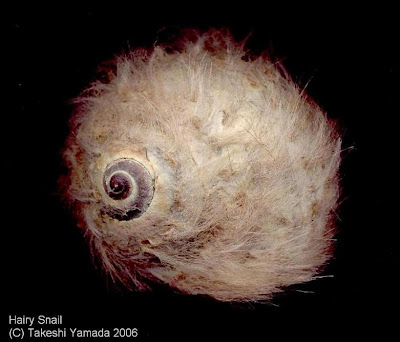Giant Hairy Snails by Takeshi Yamada