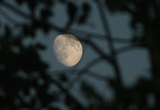 The moon through the linden tree branches The moon through the linden tree branches