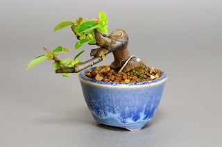 カリン-N1（花梨 プチ盆栽）Chaenomeles sinensis bonsai