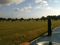 Lechlade Cowfield