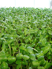 Sunflower Microgreens