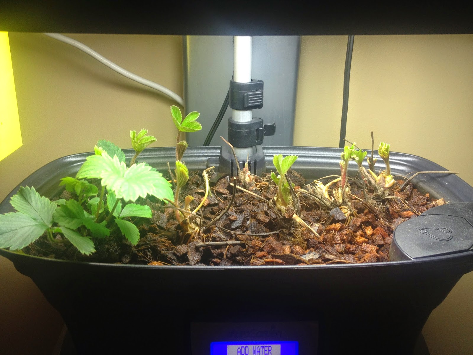 Aerogarden Strawberries Finally Growing | Indoor Gardening - My