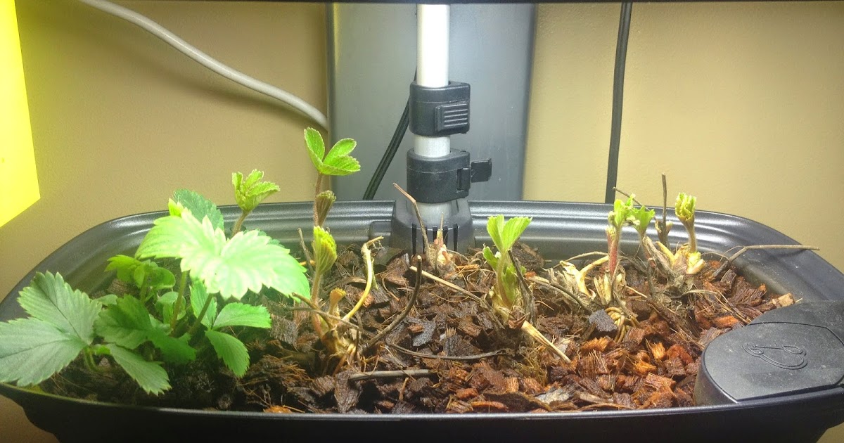 Aerogarden Strawberries Finally Growing Indoor Gardening My