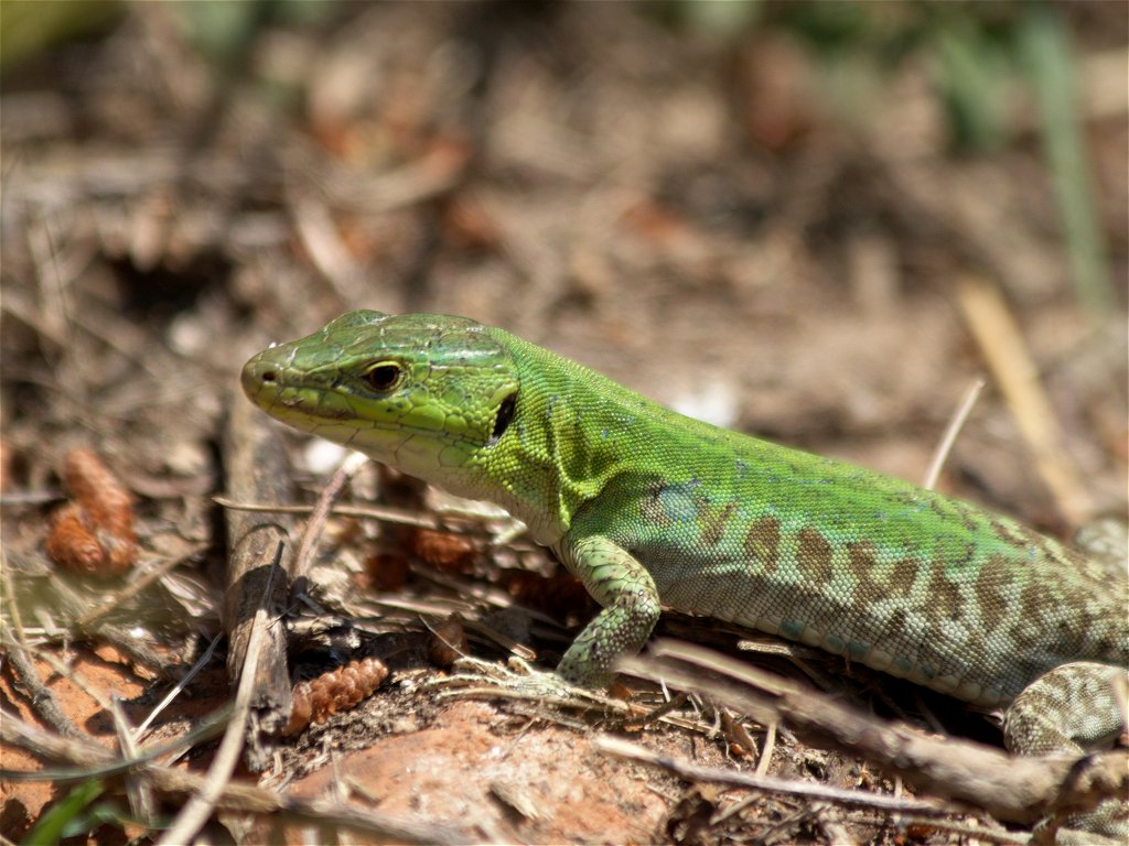 http://4.bp.blogspot.com/-cabyDwCCeiA/TbQt0VI8hNI/AAAAAAAAER4/HRYQCKBjhCk/s1600/italian_wall_lizard_18apr11_1024l_6269.jpg