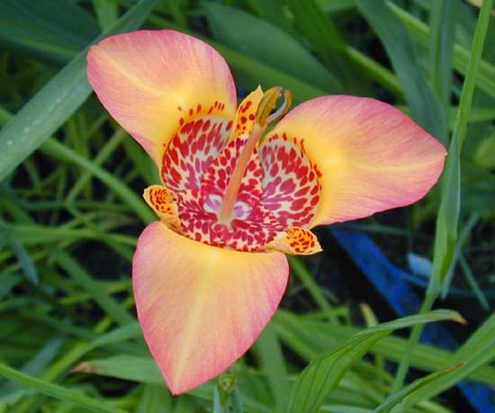 Flower Homes Tigridia Flowers