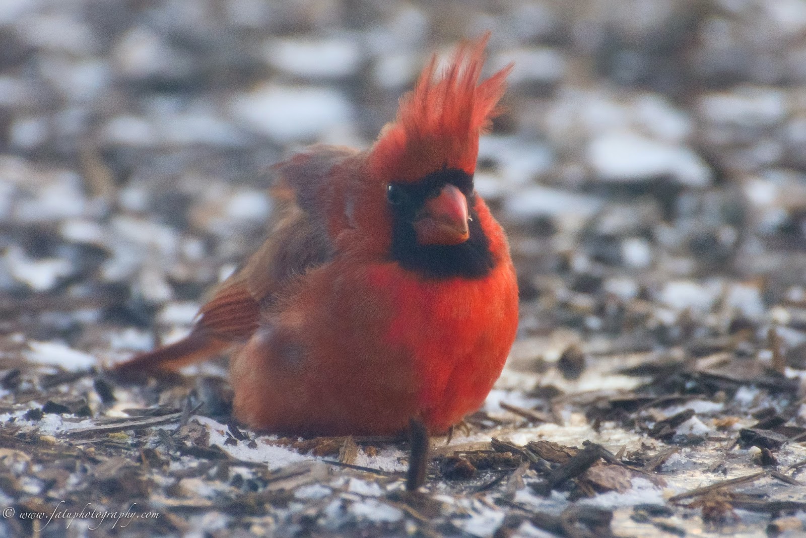 Fatu Photography Headshots & Lifestyle Birds of Kansas City
