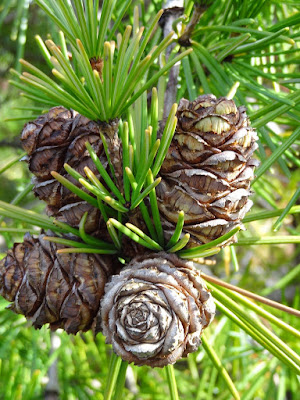 Flora Wonder Blog Fun With The Gossler Farms Nursery Catalog