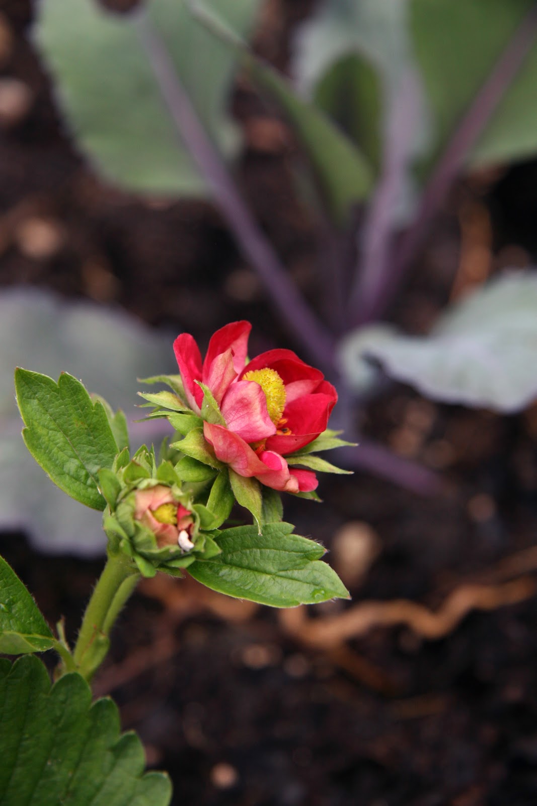 Strawberry plants and runners The Impulsive Gardener