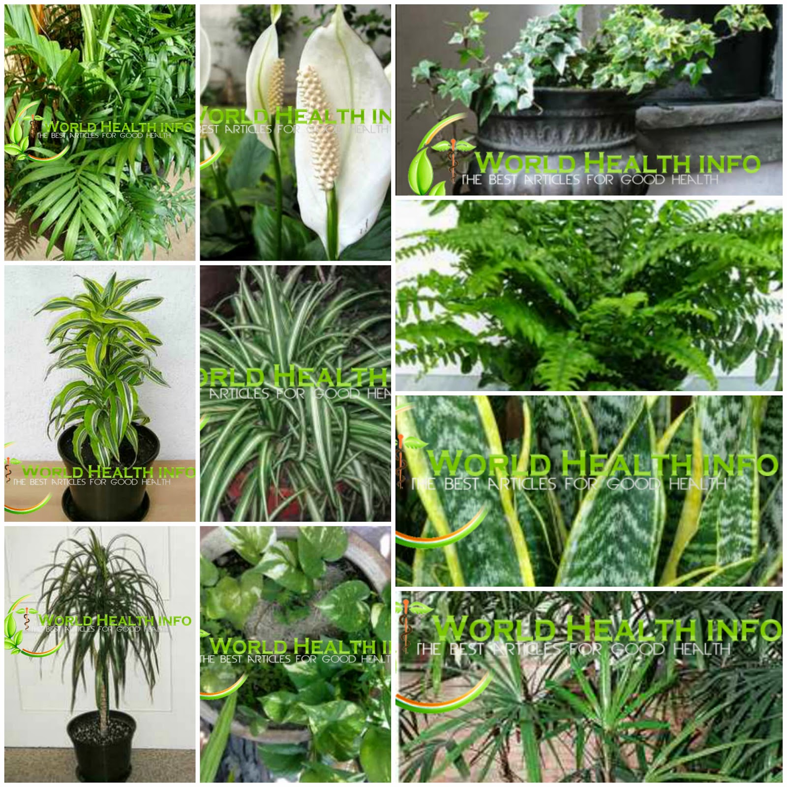 Filtering Nasa Air Filtering Plants