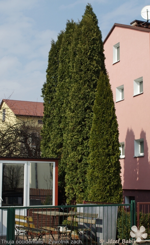 Thuja occidentalis - Żywotnik zachodni