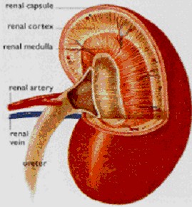Kidney Disease