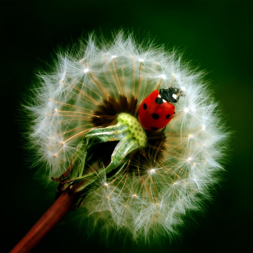 http://4.bp.blogspot.com/-cbFVbVf_Djo/TZUa0dDfhDI/AAAAAAAAEKc/Y1GEoy9akK0/s1600/Lady%2BBug%2BiPad%2BWallpapers.png