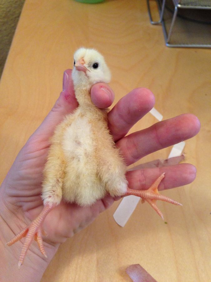 Natural Chicken Keeping Chick Health Is It Splay / Spraddle Leg, Or