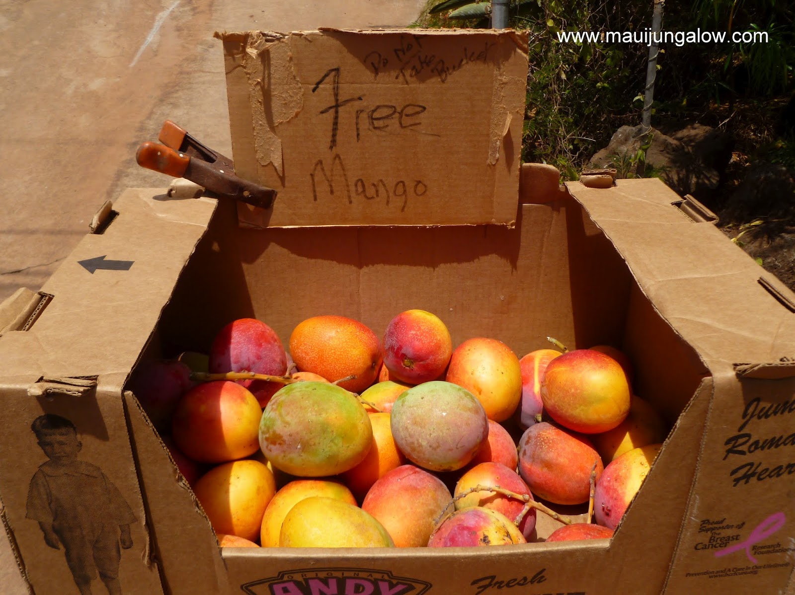 Hurray for Mangoes Maui Jungalow