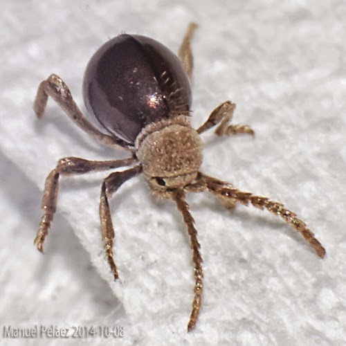 Biodiversidad Costa Granadina y (Fauna): Escarabajo araña brillante