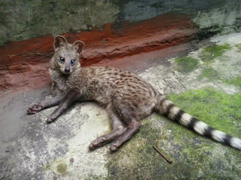 Oktober 2014 Sosialisasi Tentang Musang