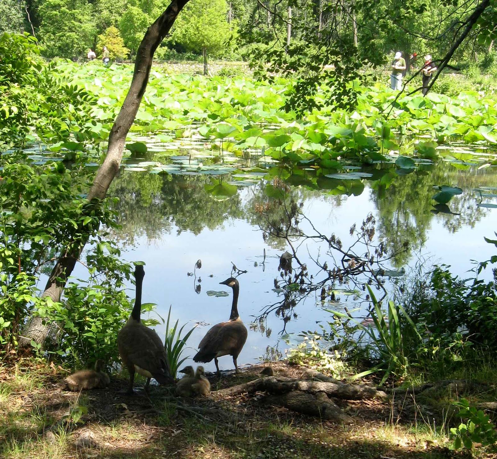 randuwa Kenilworth Park & Aquatic Gardens 19 Views