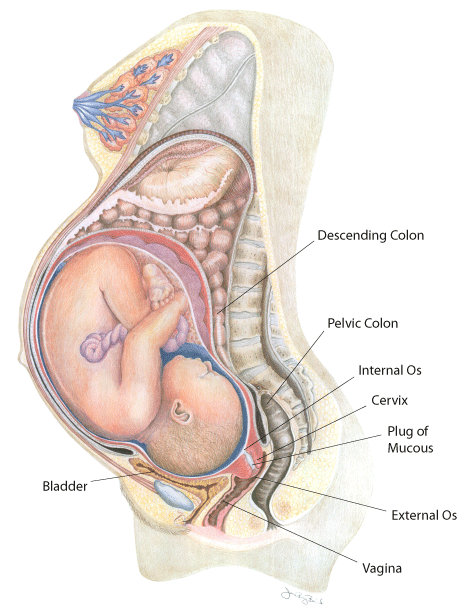 ... which is 40 weeks pregnant, with the head occupying a large part of the ... ... which is 40 weeks pregnant, with the head occupying a large part of the ...