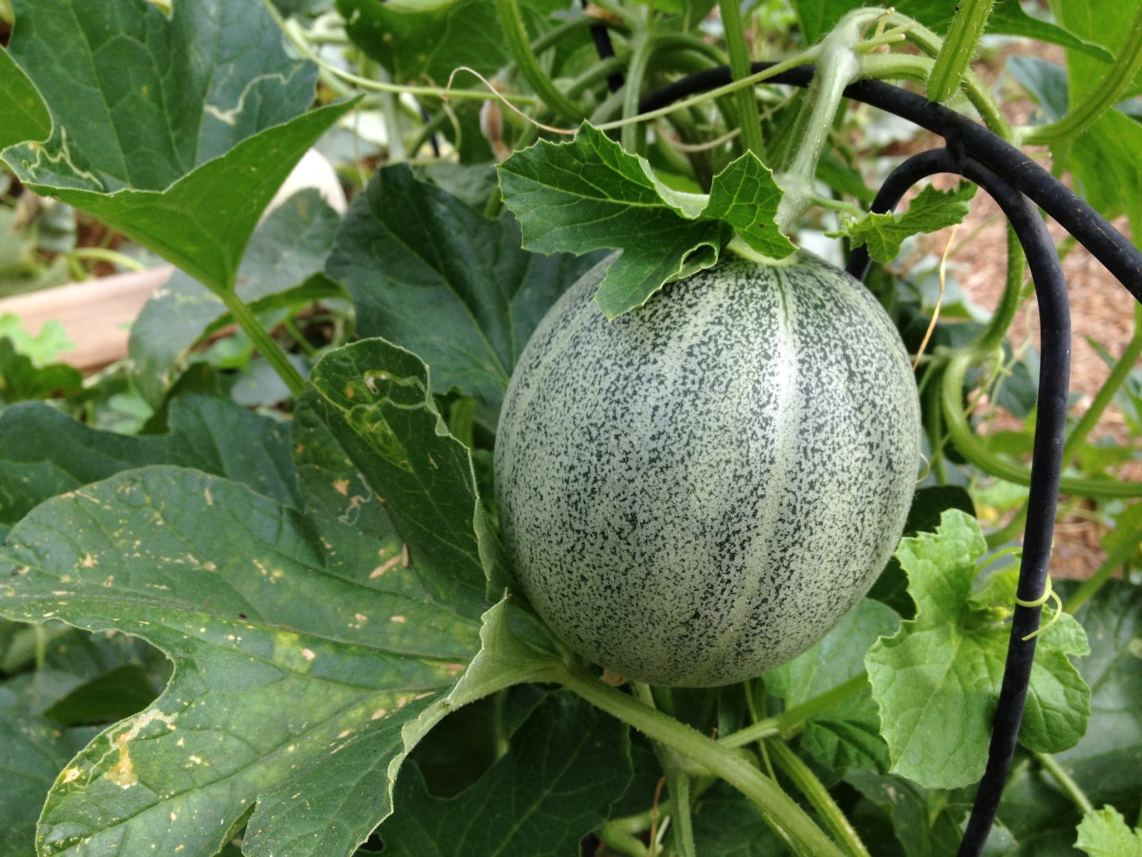 How Does My Garden Grow? Melons. Tuscan and Galia