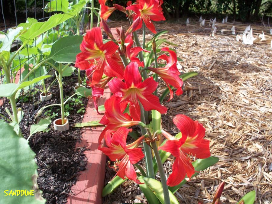 can amaryllis grow in south florida