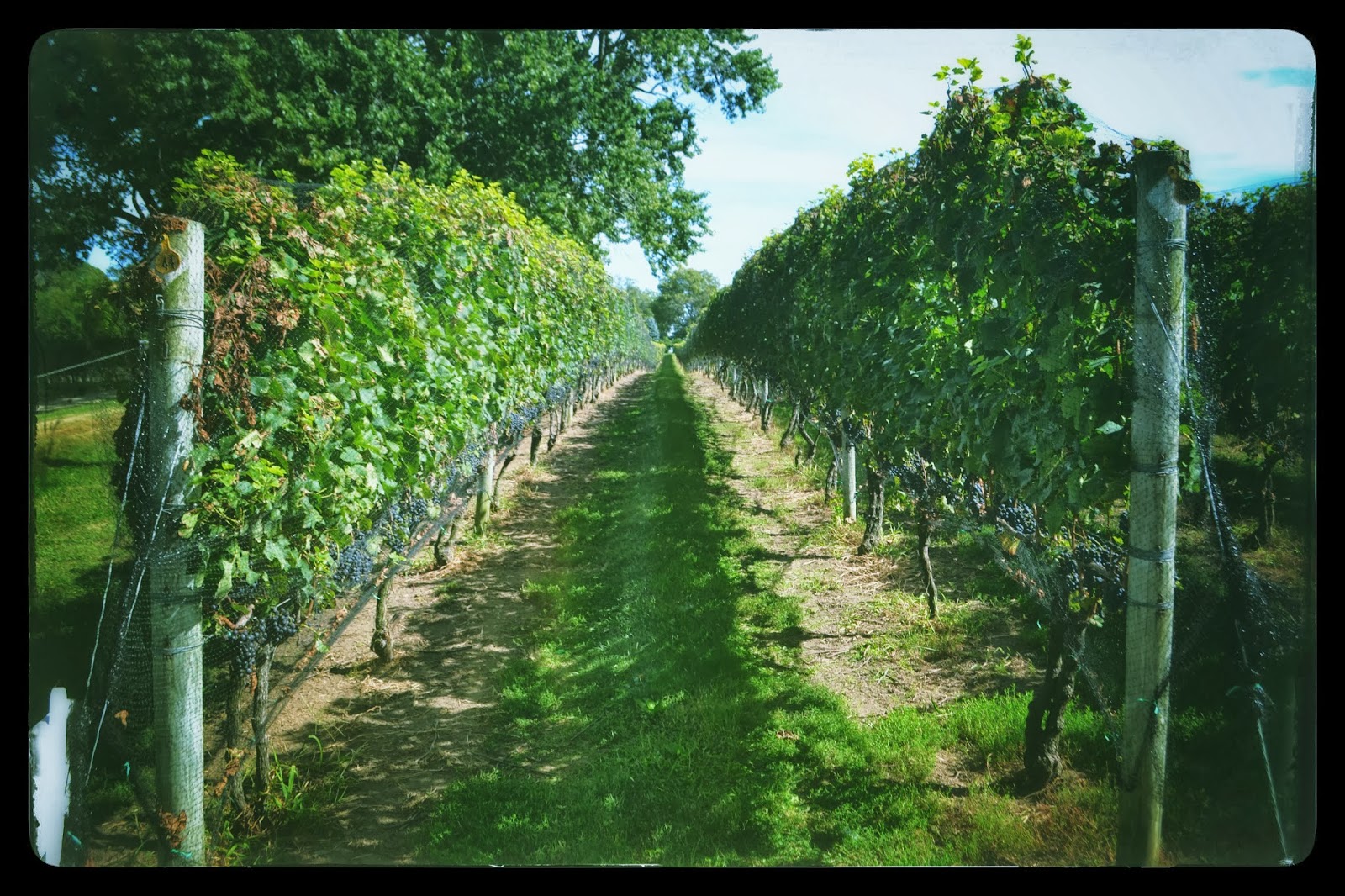 Long Island Winery The Old Field