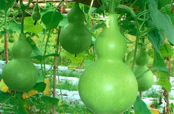 bottle gourd bottle gourd
