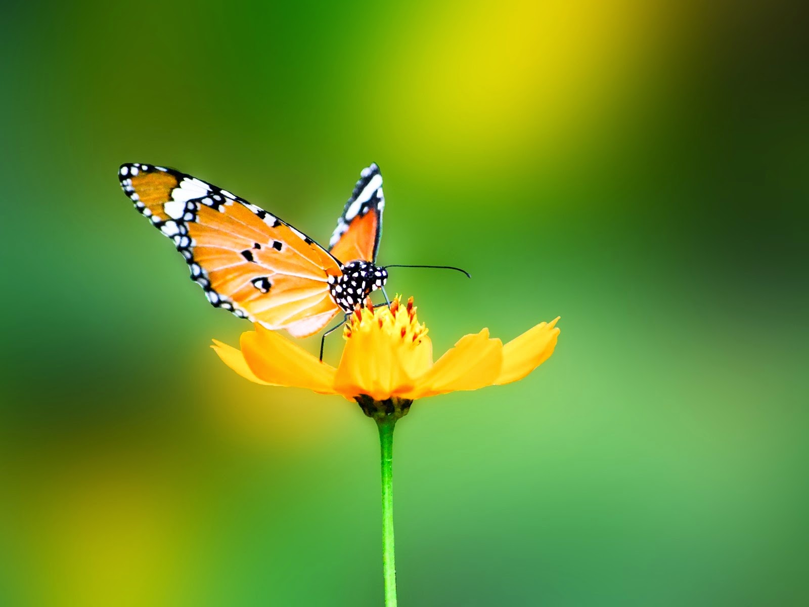 Butterfly Insects Nature HD Wallpapers By Wallpaper Groups Butterfly Insects Nature HD Wallpapers By Wallpaper Groups