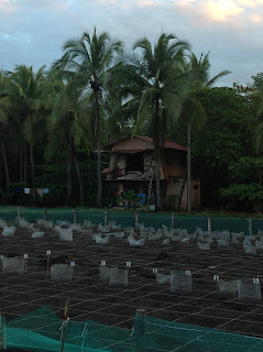 Turtle hatchery, Playa Hermosa Turtle hatchery, Playa Hermosa