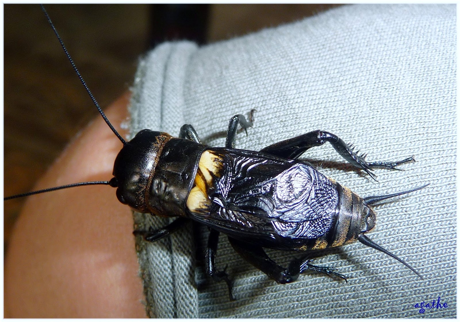 Mes mots bleus Un grillon à l'esprit brouillon sur " Le chemin bleu