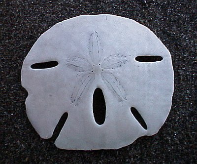 Alive Sand Dollars